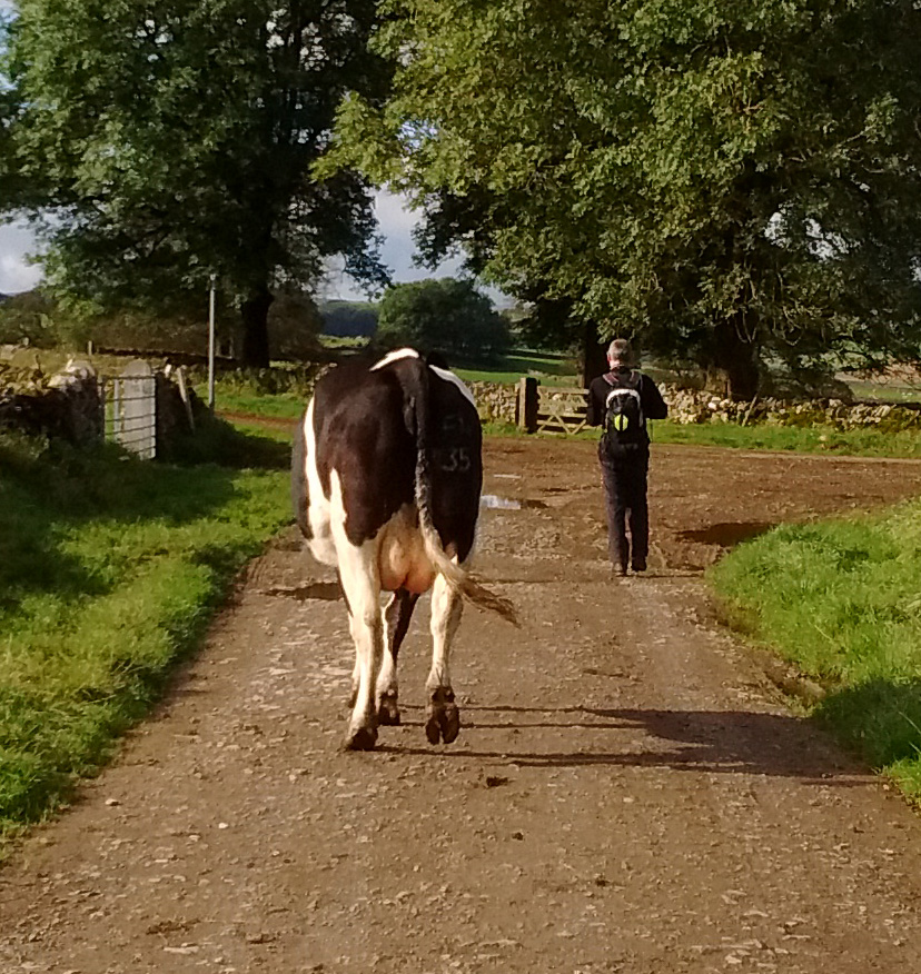 One man and his dog/cow